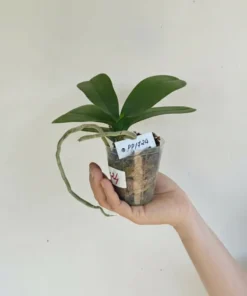 Alternative view of Phalaenopsis PP724 Blooming Size