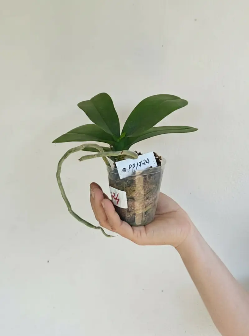 Phalaenopsis PP724 Blooming Size - Image 2