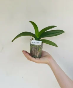 Alternative view of Phalaenopsis PP685 Blooming Size