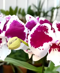 Phalaenopsis Black King Kong Blooming Size
