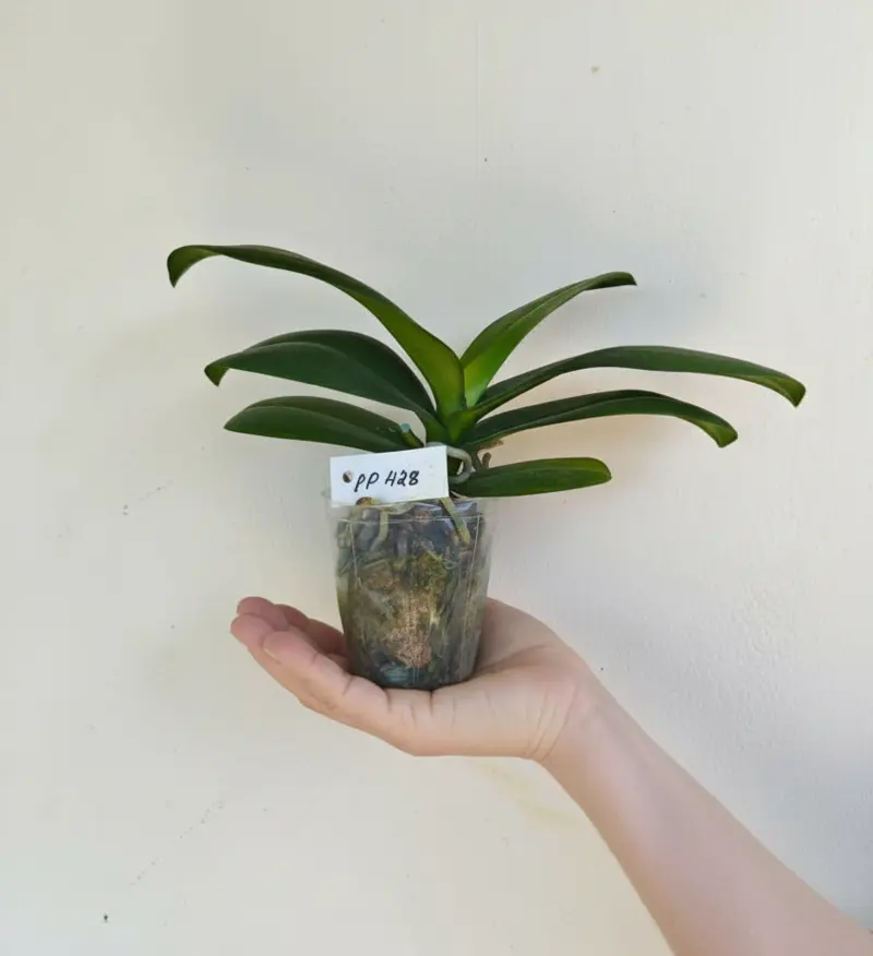 Phalaenopsis PP428 Blooming Size - Image 2