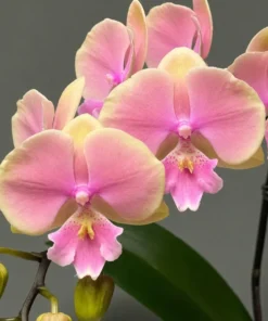 Phalaenopsis Pink Coral Blooming Size