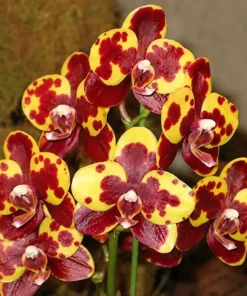 Phalaenopsis Golden Jaguar Blooming Size