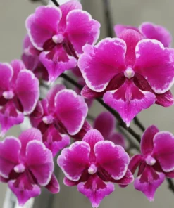 Phalaenopsis Bro Yong Blooming Size