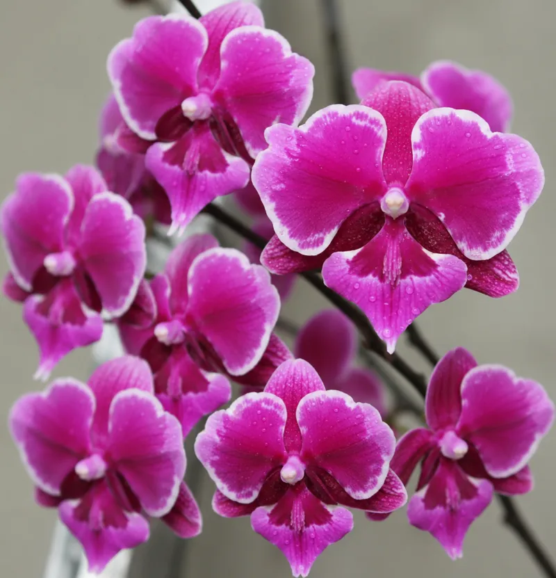 Phalaenopsis Bro Yong Blooming Size