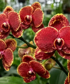 Phalaenopsis Fire Burst Blooming Size