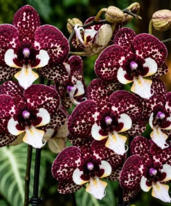 Phalaenopsis Moonlight Blooming Size