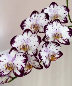 Phalaenopsis Star Stone Blooming Size
