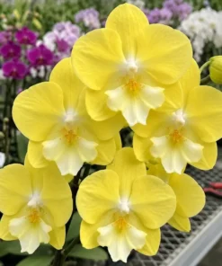 Phalaenopsis Moon Rabbit Blooming Size