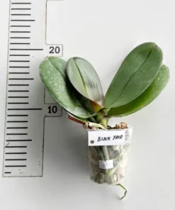 Alternative view of Phalaenopsis Black Face Blooming Size