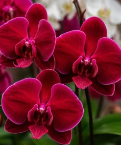 Phalaenopsis Black Face Blooming Size