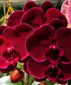 Phalaenopsis Black Face Blooming Size