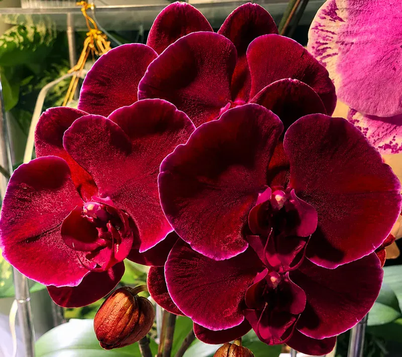 Phalaenopsis Black Face Blooming Size