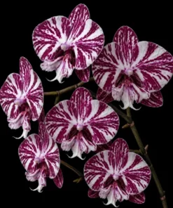Phalaenopsis Blue Moon Blooming Size