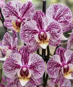 Phalaenopsis Crimson Splash Blooming Size