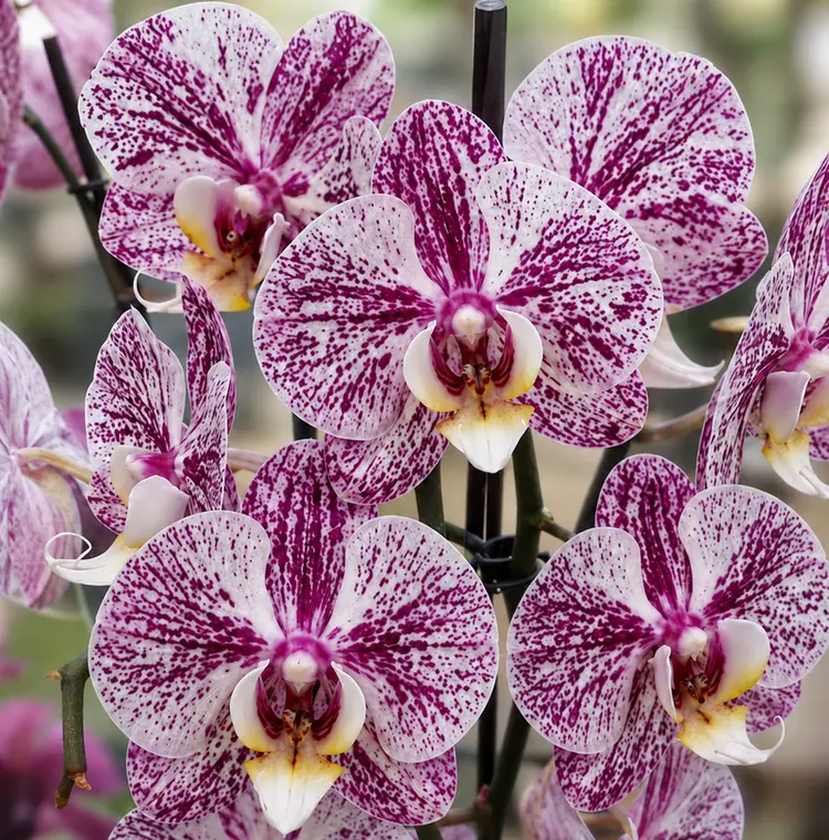 Phalaenopsis Crimson Splash Blooming Size