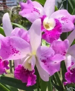 Cattleya Little Aiko Blooming Size