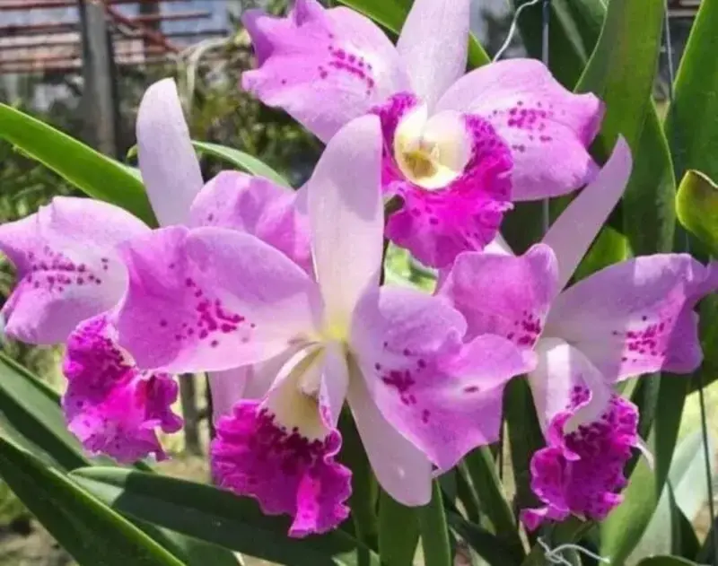 Cattleya Little Aiko Blooming Size