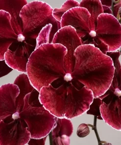 Phalaenopsis Red Wine Blooming Size
