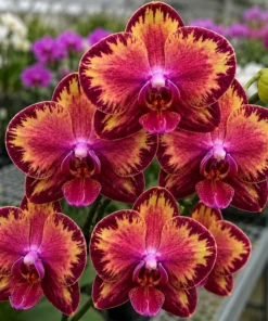 Phalaenopsis Fire Dreams Blooming Size