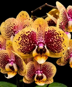 Phalaenopsis Black Sesame Blooming Size