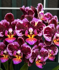 Phalaenopsis Nocturne Blaze Blooming Size