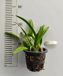 Alternative view of Cattleya Little Aiko Blooming Size