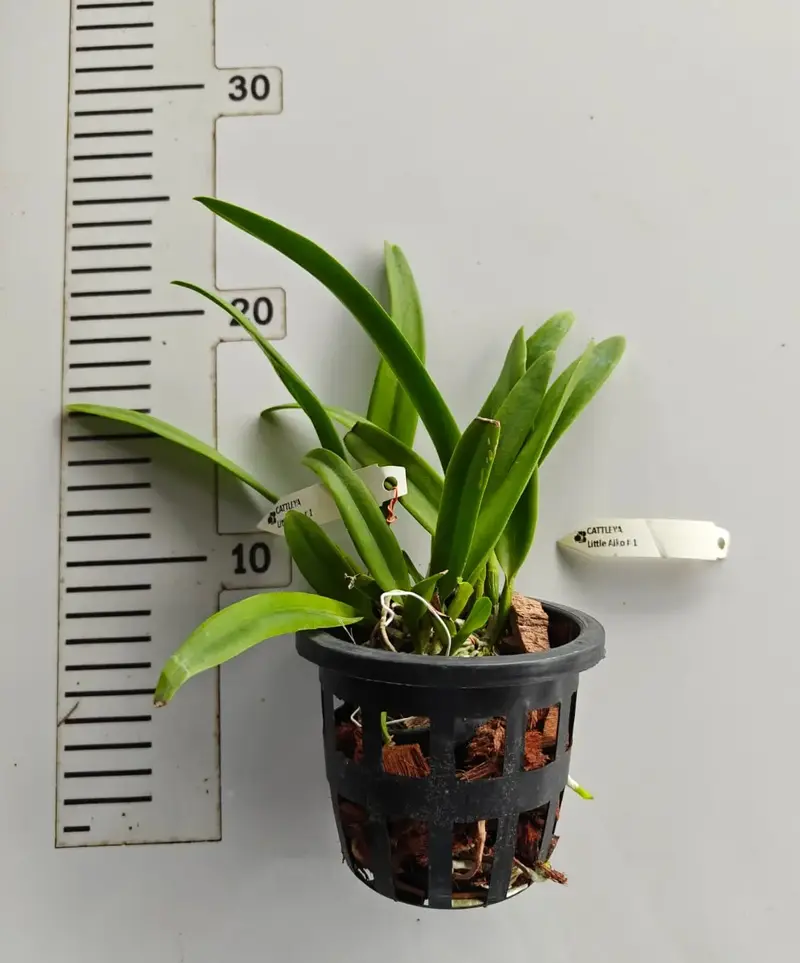 Cattleya Little Aiko Blooming Size - Image 2