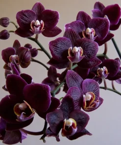 Phalaenopsis Dark Chocolate Blooming Size