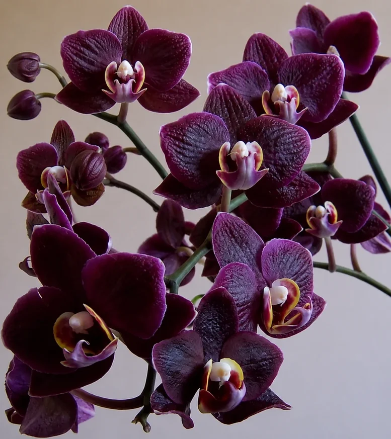 Phalaenopsis Dark Chocolate Blooming Size