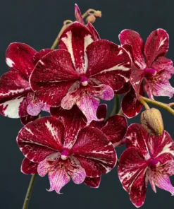 Phalaenopsis Mulberry Mouse Blooming Size