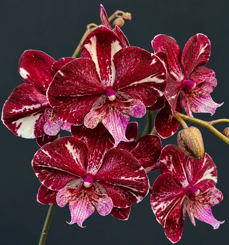 Phalaenopsis Mulberry Mouse Blooming Size