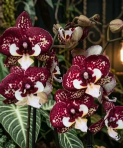 Phalaenopsis Moonlight Blooming Size