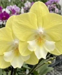 Phalaenopsis Moon Rabbit Blooming Size