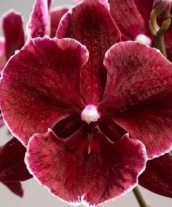 Phalaenopsis Red Wine Blooming Size