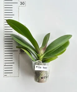 Alternative view of Phalaenopsis Red Wine Blooming Size