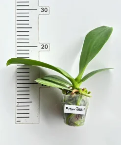 Alternative view of Phalaenopsis Moon Rabbit Blooming Size
