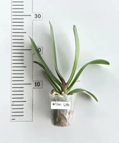 Alternative view of Phalaenopsis Moonlight Blooming Size
