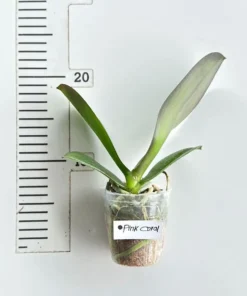 Alternative view of Phalaenopsis Pink Coral Blooming Size