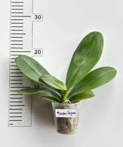 Alternative view of Phalaenopsis Golden Jaguar Blooming Size