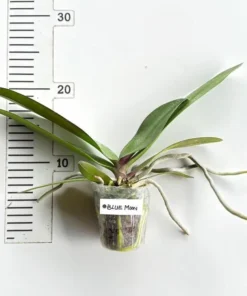 Alternative view of Phalaenopsis Blue Moon Blooming Size