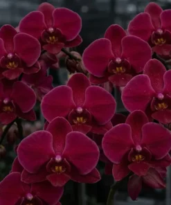 Phalaenopsis Black Face Blooming Size