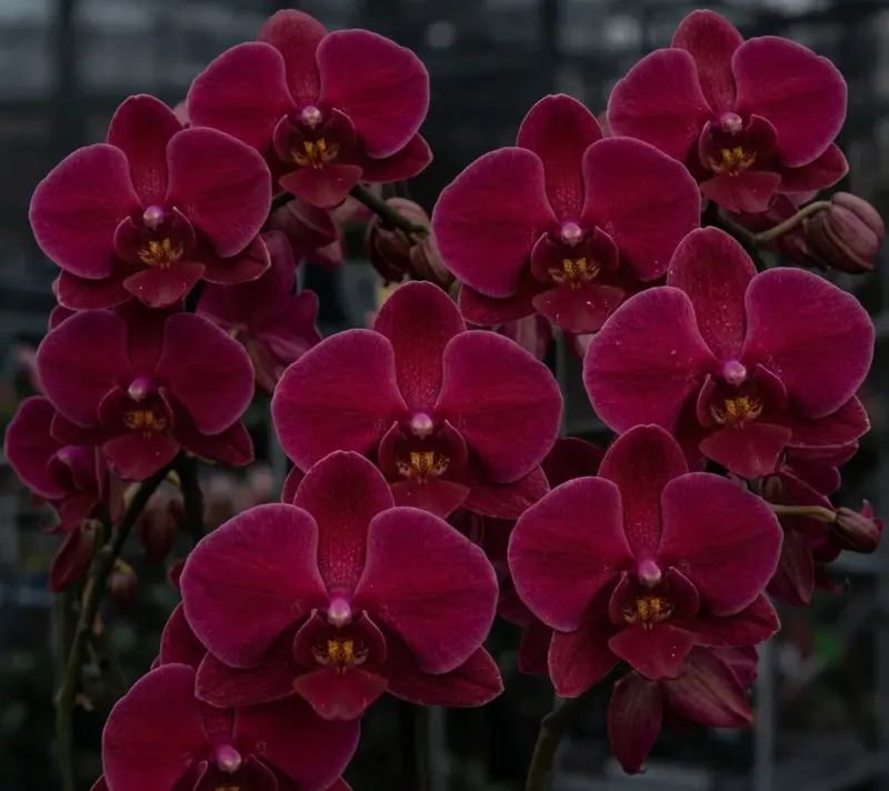 Phalaenopsis Black Face Blooming Size