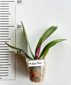 Alternative view of Phalaenopsis Black Face Blooming Size