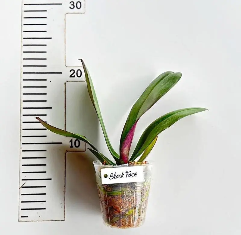 Phalaenopsis Black Face Blooming Size - Image 2