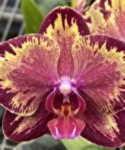 Phalaenopsis Fire Dreams Blooming Size