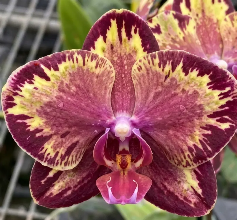 Phalaenopsis Fire Dreams Blooming Size