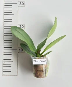 Alternative view of Phalaenopsis Fire Dreams Blooming Size