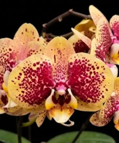 Phalaenopsis Black Sesame Blooming Size