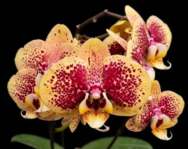 Phalaenopsis Black Sesame Blooming Size